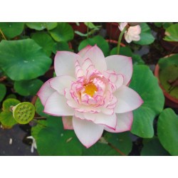 Nelumbo 'Dongbin lotus'