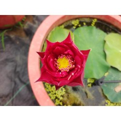 Nelumbo 'Zhengyi lotus'