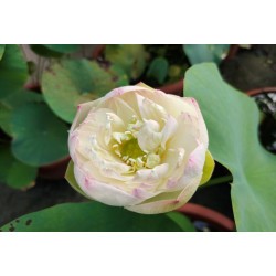 Nelumbo 'Golden Pure Lotus'