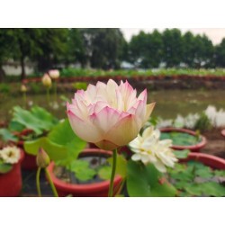 Nelumbo 'Xitao Lotus'