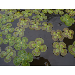 Marsilea mutica