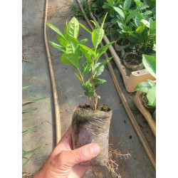 Camellia sinensis - Théier