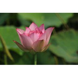 Nelumbo 'Jingling Powder Wall'