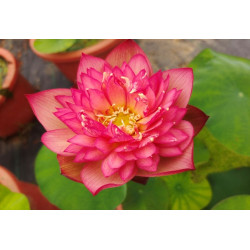 Nelumbo 'Chinese Lark'