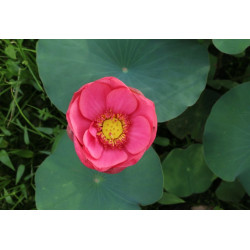 Nelumbo 'Tipsy Red Clouds'