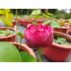 Nelumbo 'Purple Ribbon and...