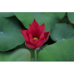 Nelumbo 'Qinhuai Fishing'