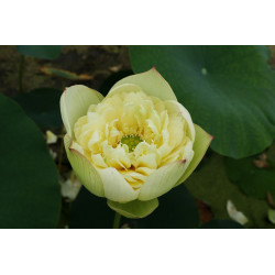 Nelumbo 'Nanzhao Old City'