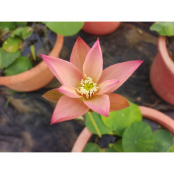 Nelumbo 'Qinhuai Orange Light'