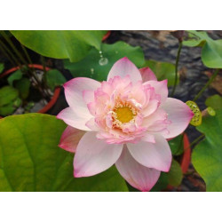 Nelumbo 'Crisp Beauty'