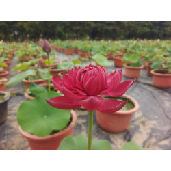 Nelumbo 'Wan  Cheng'