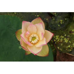 Nelumbo 'Piano Booklet'