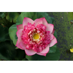 Nelumbo 'Roosters and...