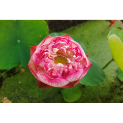 Nelumbo 'Zhongshan Happiness'