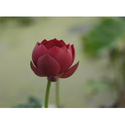 Nelumbo 'Ancient Capital...