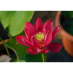 Nelumbo 'Chinese Red Beijing'