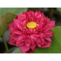 Nelumbo 'Great Purple Jade'