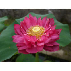 Nelumbo 'Chinese Red...