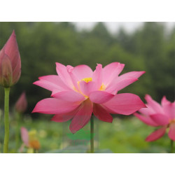Nelumbo 'Red Beauty'