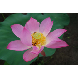 Nelumbo 'Qinhuai Lantern'