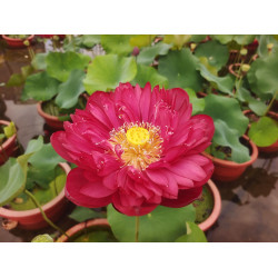 Nelumbo 'Superior to Peony'