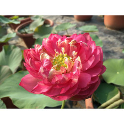 Nelumbo 'Elite'