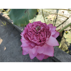 Nelumbo 'Ultimate Thousand...