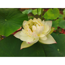 Nelumbo 'Chinese Beauty Dian'