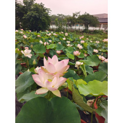 Nelumbo 'Renyin Memory'