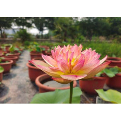 Nelumbo 'Jinling Brocade'