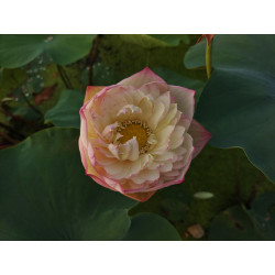 Nelumbo 'Renyin Great Heat'