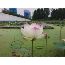 Nelumbo 'Colorful Clouds'