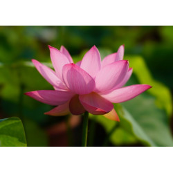 Nelumbo 'Songcheng Summer'