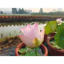 Nelumbo 'Chinese Beauty Qiong'