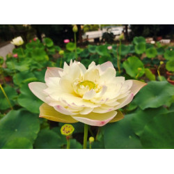 Nelumbo 'Zhongshan Zen Rhyme'