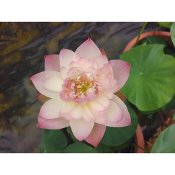 Nelumbo 'Pretty of Island'