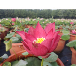 Nelumbo 'Great Capital...