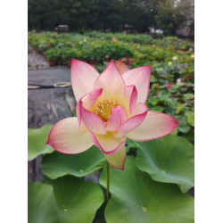 Nelumbo 'Echo of Rainfall'