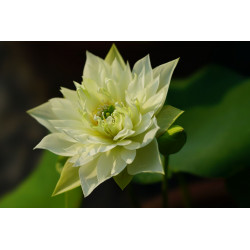 Nelumbo 'Snow light in...