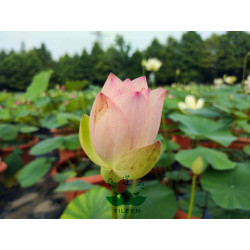 Nelumbo 'Lady Wei 16'