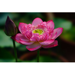 Nelumbo 'Prosperous Purple'