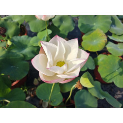 Nelumbo 'Morning Creek in...