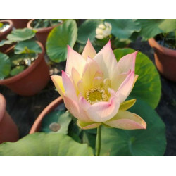 Nelumbo 'Splendid Jiangnan'