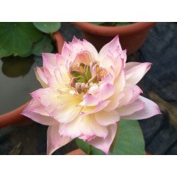 Nelumbo 'Clouds on Snow...