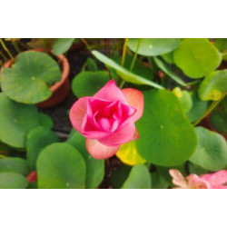 Nelumbo 'Pink Fairy'