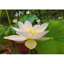 Nelumbo 'Chinese Beauty Ning'
