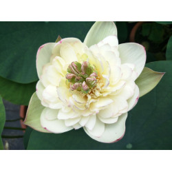 Nelumbo 'Chinese Beauty Xin'