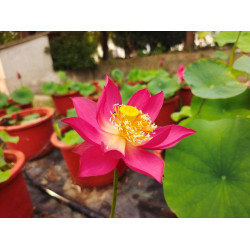 Nelumbo 'New Chu Chu'