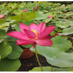 Nelumbo 'Crimson Goblet'