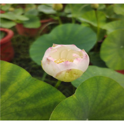 Nelumbo 'Elegant Delight'